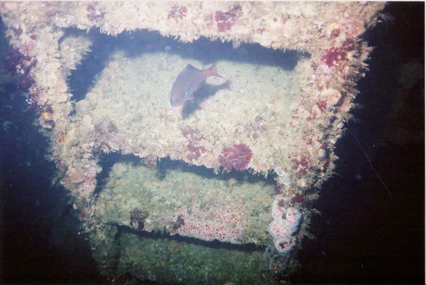 Cabildo Ship Wreck